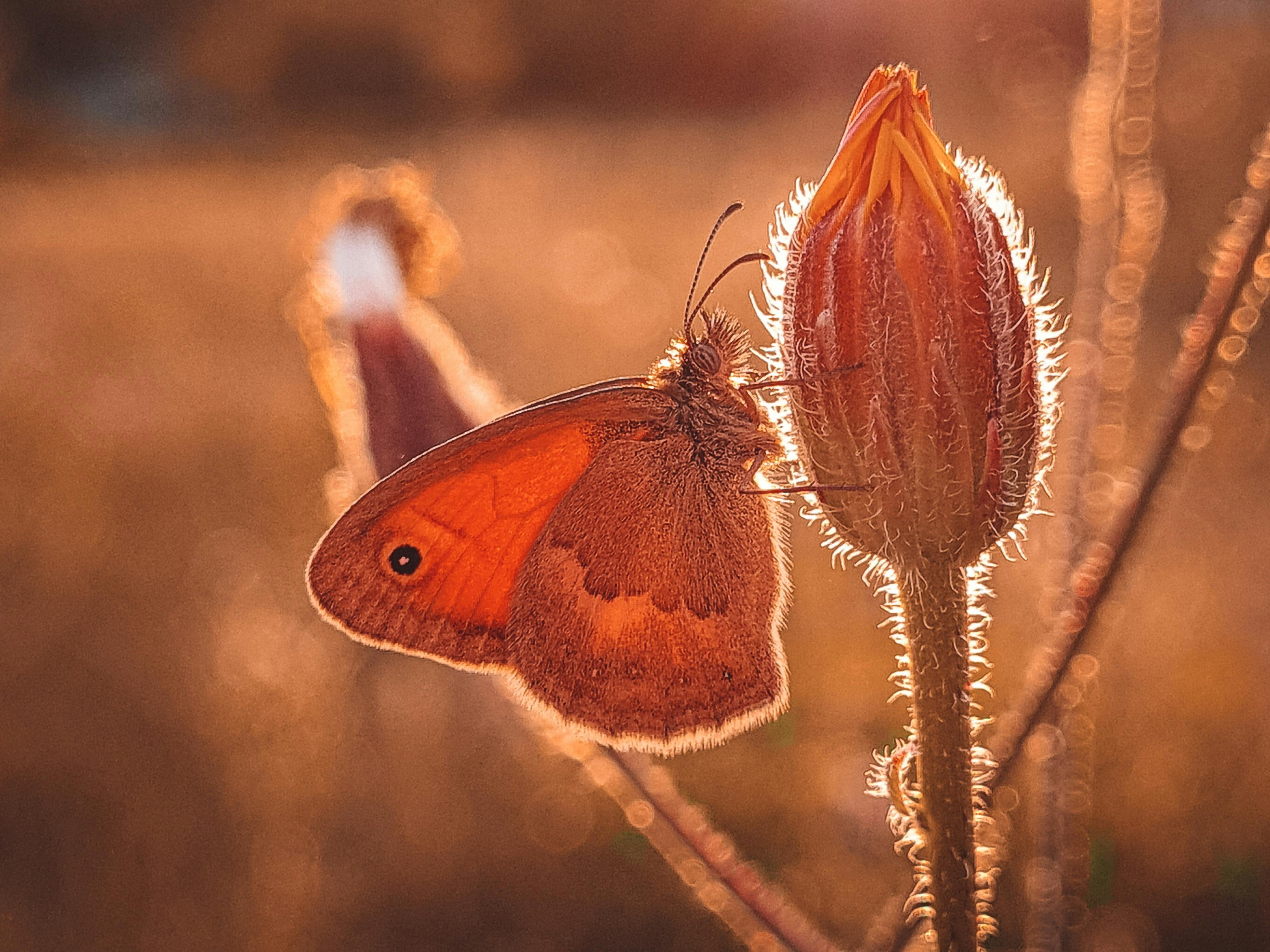 butterfly on a flower