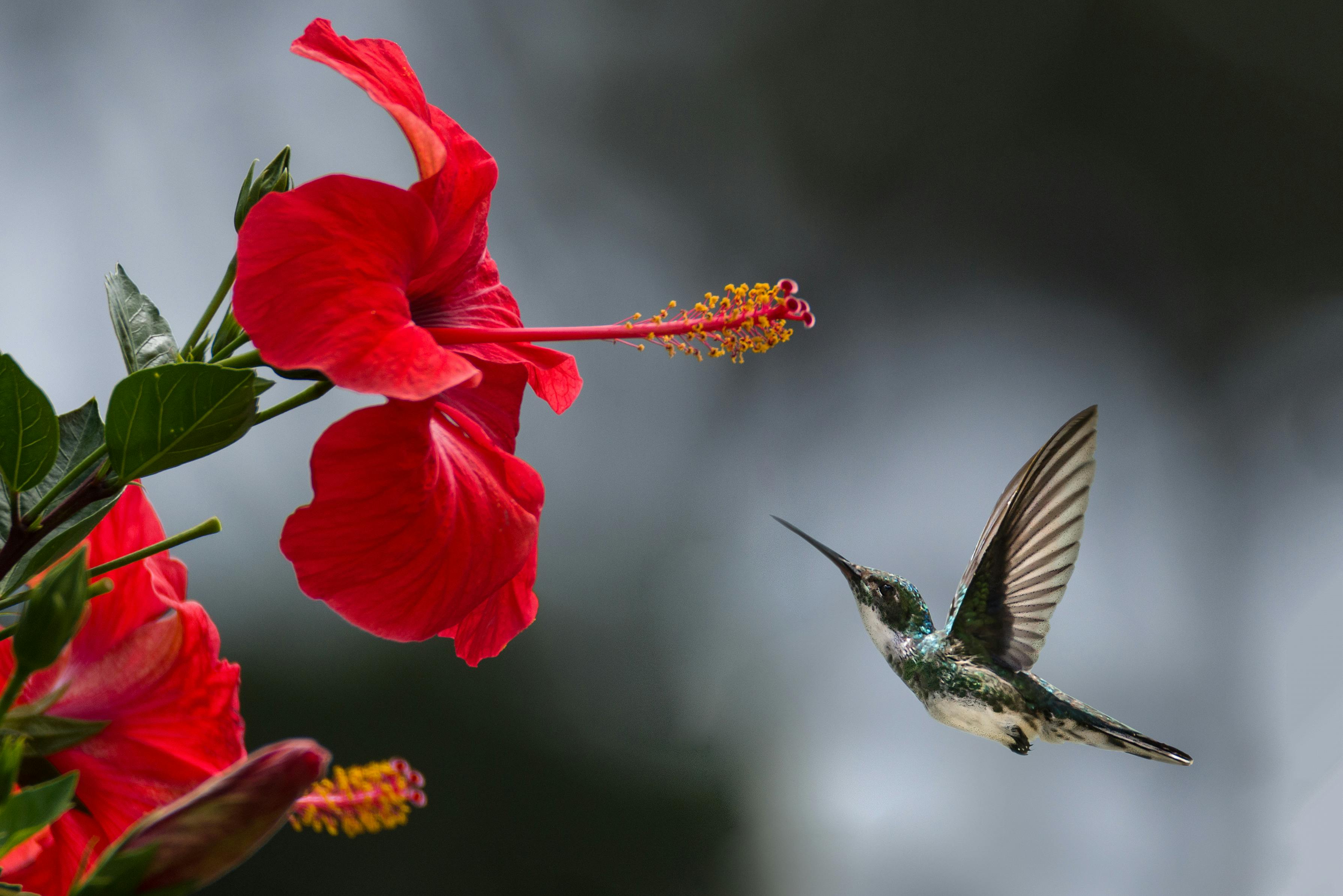 hummingbird and red flower